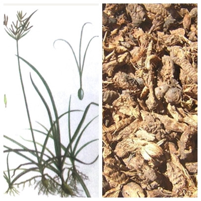 Chữa tiêu hóa kém bằng cỏ cú ảnh 1