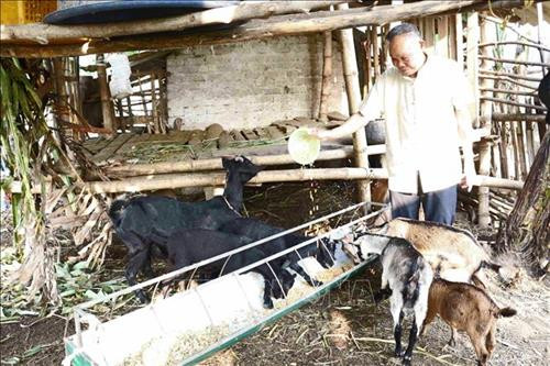 Già làng Trương Viết Văn chăm sóc đàn dê của gia đình. Ảnh: Nguyễn Oanh-TTXVN Già làng Trương Viết Văn chăm sóc đàn dê của gia đình. Ảnh: Nguyễn Oanh-TTXVN