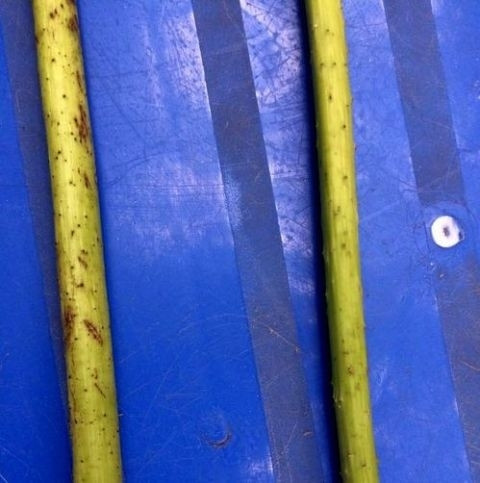 Thân hoa quỳ (trái) có gai sắc, xù xì hơn hoa sen (phải).