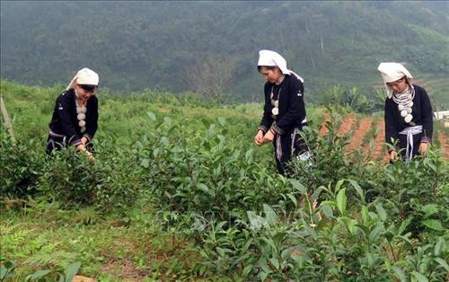 Người dân xã Hồng Thái, huyện Na Hang (Tuyên Quang) thu hái chè. Ảnh: Quang Đán - TTXVN Người dân xã Hồng Thái, huyện Na Hang (Tuyên Quang) thu hái chè. Ảnh: Quang Đán - TTXVN