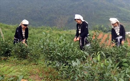 Người dân xã Hồng Thái, huyện Na Hang (Tuyên Quang) thu hái chè. Ảnh: Quang Đán - TTXVN