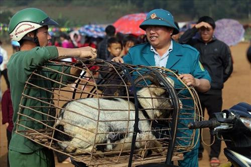 Công tác chuẩn bị nơi chọi dê được tiến hành từ sáng sớm. Ảnh: Phan Tuấn Anh - TTXVN Người dân mang dê đến thi đấu tại xã Xá Nhè. Tiêu chuẩn của dê chọi là dê đực từ 2 tuổi trở lên, ngoại hình cân đối, khỏe mạnh, sừng chắc khỏe, chân móng to, nhanh nhẹn, linh hoạt, không nhiễm các bệnh về gia súc. Ảnh: Phan Tuấn Anh - TTXVN Để cân trọng lượng dê, các chủ dê phải bế từng con lên cân. Ảnh: Phan Tuấn Anh - TTXVN Để kích thích các “đấu sĩ” dê thi đấu, trọng tài cầm sừng của các đối thủ cọ vào nhau. Ảnh: Phan Tuấn Anh - TTXVN Những "đấu sĩ" dê được buộc riêng trước khi thi đấu. Ảnh: Phan Tuấn Anh - TTXVN Tiêu chuẩn của dê chọi là dê đực từ 2 tuổi trở lên, ngoại hình cân đối, khỏe mạnh, sừng chắc khỏe, chân móng to, nhanh nhẹn, linh hoạt, không nhiễm các bệnh về gia súc. Ảnh: Phan Tuấn Anh - TTXVN Miếng đánh “hổ vồ” của dê số 13. Ảnh: Phan Tuấn Anh - TTXVN Một em bé được bố đưa đi xem chọi dê. Ảnh: Phan Tuấn Anh - TTXVN Công tác chuẩn bị nơi chọi dê được tiến hành từ sáng sớm. Ảnh: Phan Tuấn Anh - TTXVN Người dân mang dê đến thi đấu tại xã Xá Nhè. Tiêu chuẩn của dê chọi là dê đực từ 2 tuổi trở lên, ngoại hình cân đối, khỏe mạnh, sừng chắc khỏe, chân móng to, nhanh nhẹn, linh hoạt, không nhiễm các bệnh về gia súc. Ảnh: Phan Tuấn Anh - TTXVN Để cân trọng lượng dê, các chủ dê phải bế từng con lên cân. Ảnh: Phan Tuấn Anh - TTXVN Để kích thích các “đấu sĩ” dê thi đấu, trọng tài cầm sừng của các đối thủ cọ vào nhau. Ảnh: Phan Tuấn Anh - TTXVN Những "đấu sĩ" dê được buộc riêng trước khi thi đấu. Ảnh: Phan Tuấn Anh - TTXVN Tiêu chuẩn của dê chọi là dê đực từ 2 tuổi trở lên, ngoại hình cân đối, khỏe mạnh, sừng chắc khỏe, chân móng to, nhanh nhẹn, linh hoạt, không nhiễm các bệnh về gia súc. Ảnh: Phan Tuấn Anh - TTXVN Miếng đánh “hổ vồ” của dê số 13. Ảnh: Phan Tuấn Anh - TTXVN Một em bé được bố đưa đi xem chọi dê. Ảnh: Phan Tuấn Anh - TTXVN