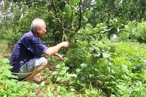 Ông Phạm Văn Tư thu hoạch bưởi da xanh. Ảnh: Minh Trí - TTXVN