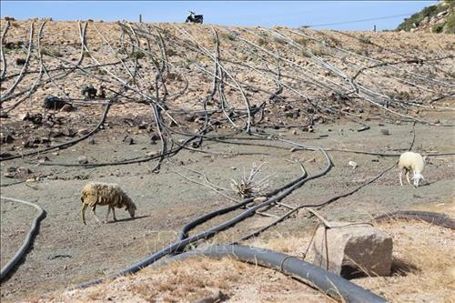 Những đường ống bơm dẫn nước nằm trơ trọi ở hồ Ông Kinh, xã Nhơn Hải (Ninh Hải, Ninh Thuận). Ảnh: Nguyễn Thành – TTXVN Những đường ống bơm dẫn nước nằm trơ trọi ở hồ Ông Kinh, xã Nhơn Hải (Ninh Hải, Ninh Thuận). Ảnh: Nguyễn Thành – TTXVN