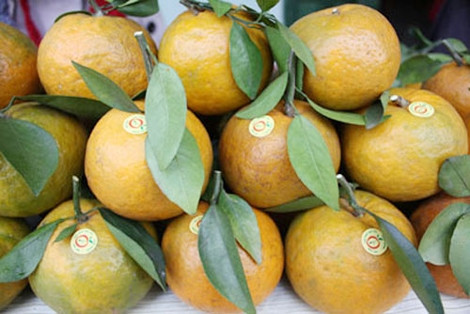 Ăn trái cây nào để giải nhiệt và bổ sung vitamin tăng khả năng miễn dịch ảnh 2 Ăn trái cây nào để giải nhiệt và bổ sung vitamin tăng khả năng miễn dịch ảnh 2