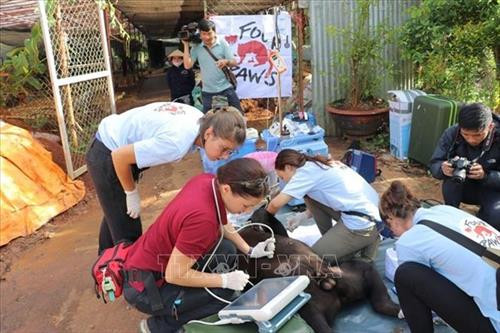 Kiểm tra sức khỏe cá thể gấu chó nuôi nhốt trước khi đưa về cơ sở bảo tồn. Ảnh: Đặng Tuấn - TTXVN Kiểm tra sức khỏe cá thể gấu chó nuôi nhốt trước khi đưa về cơ sở bảo tồn. Ảnh: Đặng Tuấn - TTXVN