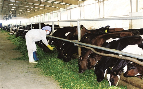 Chăm sóc bò sữa đúng quy trình kỹ thuật, cho bò sữa ăn đầy đủ lượng và chất để tăng sức đề kháng, giảm bệnh tật