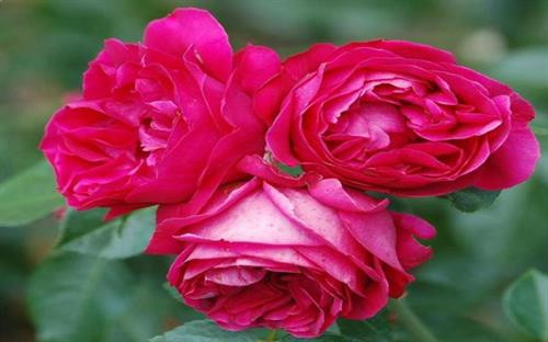 Hồng David Austin Một trong những giống hoa hồng đẹp nhất trên thế giới được biết đến là hồng David Austin. Đây là giống hồng đắt đỏ bậc nhất thế giới, do chuyên gia trồng và chăm sóc hoa hồng người Mỹ David Austin tạo ra. Với kích thước trung bình, bông hồng David Austin là sự kết hợp hoàn hảo của hơn 100 lớp cánh mỏng mềm mại. Khi còn là nụ thì chúm chím, đến khi bung nở thì những lớp cánh kiều diễm xếp thành một “công trình” tinh tế, gây ấn tượng mạnh với người ngắm hoa ngay từ cái nhìn đầu tiên. Hương thơm của nó có thể kéo dài trong 3-4 ngày và chinh phục được trái tim của người thưởng hoa khó tính nhất. Thân cây này có thể cao gần một mét và phát triển tốt nhất trong điều kiện thời tiết nóng, nhiều ánh sáng mặt trời, độ ẩm phù hợp và đất màu mỡ. Điểm cộng của hồng David Austin là có khả năng chống chịu sâu bệnh tốt. Ảnh: Wikimedia Hồng “niềm vui nhân đôi” (double delight) Loài hoa này có kích thước tương tự hồng Elizabeth với đường kính bông hoa khoảng 10 cm và mỗi bông hoa có khoảng 30 cánh. Sắc hoa hồng "niềm vui nhân đôi" cũng không kém phần đặc biệt. Viền bông hoa có màu đỏ phớt hồng, càng gần nhụy hoa thì màu cánh hoa càng chuyển màu trắng sữa. Sự thay đổi màu sắc cánh hoa trở nên rõ rệt hơn khi thời tiết ấm áp hơn, đặc biệt là ở những vùng có nhiều ánh nắng. Mùi thơm của loài hoa này có thể kích thích khứu giác của bất cứ ai đến gần. Ảnh: Wikimedia Hồng đen Baccara Bông hồng đen Baccara có màu tối hơn mọi giống hồng đen khác. Trên thực tế, loài hoa này có màu đỏ của rượu vang. Đây là giống hồng dẻo dai và chống chịu được sâu bệnh một cách xuất sắc. Nó thích hợp với khí hậu ẩm và lạnh. Ảnh: Wikimedia Hồng đỏ Eden Được lai tạo bởi ông Alan Mielland (người Pháp), giống hồng “khổng lồ” này leo cao tới 4,5 m và có số cánh hoa vượt trội (khoảng 100 cánh/bông). Đặc điểm nổi bật nhất của hồng đỏ Eden là không ngừng lớn lên trong quá trình sinh trưởng, chúng có thể phát triển trong suốt thời kỳ nở hoa. Bông hồng đỏ Eden có màu đỏ hồng và mùi thơm dịu dàng. Ảnh: Wikimedia Hồng Victor Hugo Dù chỉ mang kích thước trung bình (30 cánh hoa/bông) nhưng loài hồng này không chỉ có cánh đơn và còn sở hữu cánh kép. Hương hoa dễ chịu, hoa nở liên tục khi vào mùa. Lá thường có màu xanh đậm với các cạnh hình răng cưa. Tuy nhiên, do dễ bị ảnh hưởng bởi sâu bệnh, loài cây này đòi hỏi môi trường sống lý tưởng. Vì vậy, những người làm vườn thường gọi hồng Victor Hugo là giống hồng đỏng đảnh và khó tính. Ảnh: Wikimedia Hồng David Austin Một trong những giống hoa hồng đẹp nhất trên thế giới được biết đến là hồng David Austin. Đây là giống hồng đắt đỏ bậc nhất thế giới, do chuyên gia trồng và chăm sóc hoa hồng người Mỹ David Austin tạo ra. Với kích thước trung bình, bông hồng David Austin là sự kết hợp hoàn hảo của hơn 100 lớp cánh mỏng mềm mại. Khi còn là nụ thì chúm chím, đến khi bung nở thì những lớp cánh kiều diễm xếp thành một “công trình” tinh tế, gây ấn tượng mạnh với người ngắm hoa ngay từ cái nhìn đầu tiên. Hương thơm của nó có thể kéo dài trong 3-4 ngày và chinh phục được trái tim của người thưởng hoa khó tính nhất. Thân cây này có thể cao gần một mét và phát triển tốt nhất trong điều kiện thời tiết nóng, nhiều ánh sáng mặt trời, độ ẩm phù hợp và đất màu mỡ. Điểm cộng của hồng David Austin là có khả năng chống chịu sâu bệnh tốt. Ảnh: Wikimedia Hồng “niềm vui nhân đôi” (double delight) Loài hoa này có kích thước tương tự hồng Elizabeth với đường kính bông hoa khoảng 10 cm và mỗi bông hoa có khoảng 30 cánh. Sắc hoa hồng "niềm vui nhân đôi" cũng không kém phần đặc biệt. Viền bông hoa có màu đỏ phớt hồng, càng gần nhụy hoa thì màu cánh hoa càng chuyển màu trắng sữa. Sự thay đổi màu sắc cánh hoa trở nên rõ rệt hơn khi thời tiết ấm áp hơn, đặc biệt là ở những vùng có nhiều ánh nắng. Mùi thơm của loài hoa này có thể kích thích khứu giác của bất cứ ai đến gần. Ảnh: Wikimedia Hồng đen Baccara Bông hồng đen Baccara có màu tối hơn mọi giống hồng đen khác. Trên thực tế, loài hoa này có màu đỏ của rượu vang. Đây là giống hồng dẻo dai và chống chịu được sâu bệnh một cách xuất sắc. Nó thích hợp với khí hậu ẩm và lạnh. Ảnh: Wikimedia Hồng đỏ Eden Được lai tạo bởi ông Alan Mielland (người Pháp), giống hồng “khổng lồ” này leo cao tới 4,5 m và có số cánh hoa vượt trội (khoảng 100 cánh/bông). Đặc điểm nổi bật nhất của hồng đỏ Eden là không ngừng lớn lên trong quá trình sinh trưởng, chúng có thể phát triển trong suốt thời kỳ nở hoa. Bông hồng đỏ Eden có màu đỏ hồng và mùi thơm dịu dàng. Ảnh: Wikimedia Hồng Victor Hugo Dù chỉ mang kích thước trung bình (30 cánh hoa/bông) nhưng loài hồng này không chỉ có cánh đơn và còn sở hữu cánh kép. Hương hoa dễ chịu, hoa nở liên tục khi vào mùa. Lá thường có màu xanh đậm với các cạnh hình răng cưa. Tuy nhiên, do dễ bị ảnh hưởng bởi sâu bệnh, loài cây này đòi hỏi môi trường sống lý tưởng. Vì vậy, những người làm vườn thường gọi hồng Victor Hugo là giống hồng đỏng đảnh và khó tính. Ảnh: Wikimedia