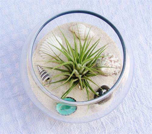 Người trồng chỉ cần chú ý một số kỹ thuật trồng cây là sẽ có chậu cây không khí đẹp như ý