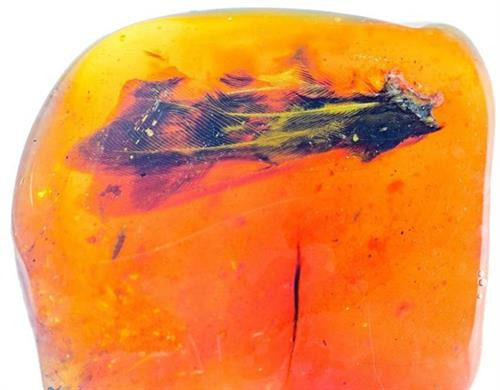 Mảnh hổ phách chứa một phần cánh của chim cổ đại cách đây 99 triệu năm. Nguồn: chinadaily.com.cn