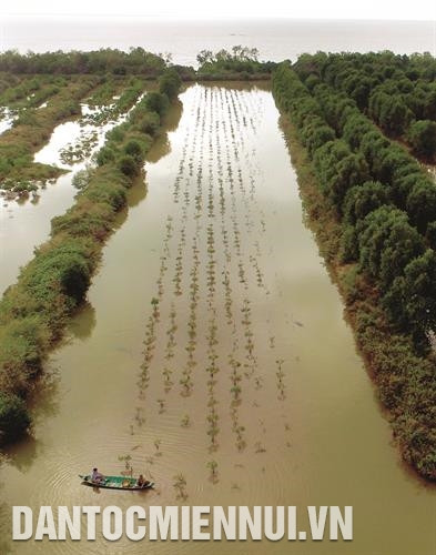 Hộ dân được giao khoán đất ở ấp Xẻo Lá A, xã Tân Thạnh, huyện An Minh (Kiên Giang) trồng rừng kết hợp nuôi thủy sản dưới tán rừng phòng hộ ven biển. Ảnh: Lê Huy Hải Hộ dân được giao khoán đất ở ấp Xẻo Lá A, xã Tân Thạnh, huyện An Minh (Kiên Giang) trồng rừng kết hợp nuôi thủy sản dưới tán rừng phòng hộ ven biển. Ảnh: Lê Huy Hải