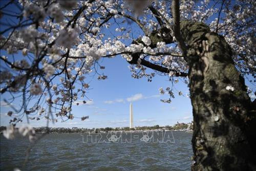 Hoa anh đào khoe sắc tại Washington D.C., Mỹ. Ảnh: THX/ TTXVN Hoa anh đào khoe sắc tại Washington D.C., Mỹ. Ảnh: THX/ TTXVN