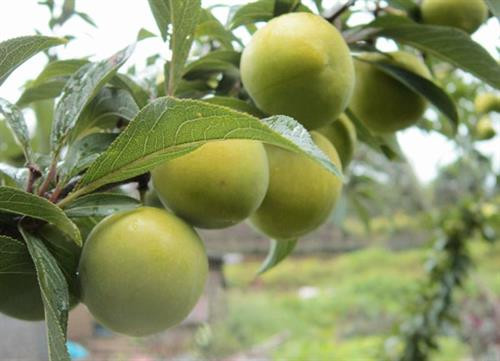 Giữ 'báu vật' cho Cao Sơn ảnh 1