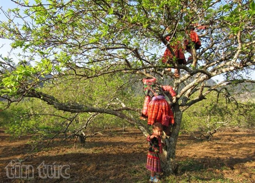 Xao xuyến sắc hoa Mộc Châu ảnh 7