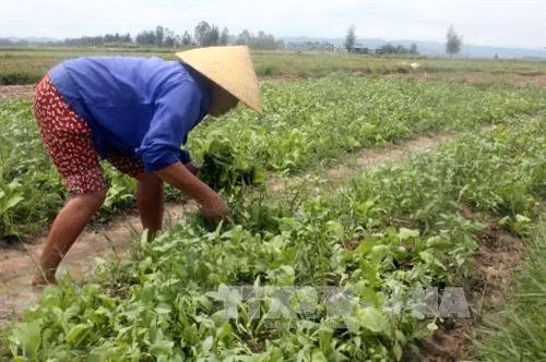 Nông dân xã Nam Anh, huyện Nam Đàn chăm sóc diện tích rau màu sau khi bão tan. Ảnh: Tá Chuyên - TTXVN