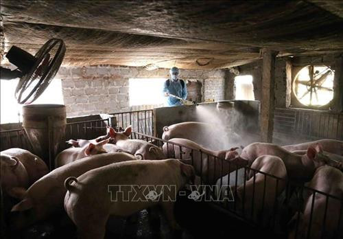 Nhân viên Thú y phun thuốc tiêu độc khử trùng khu vực chăn nuôi . Ảnh: Vũ Sinh - TTXVN Nhân viên Thú y phun thuốc tiêu độc khử trùng khu vực chăn nuôi . Ảnh: Vũ Sinh - TTXVN