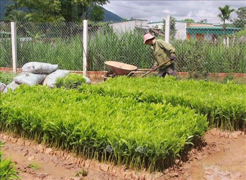 Mùa mưa năm 2018, người dân xã Ea Trang, huyện M’Đrắk chuẩn bị cây giống để trồng rừng. Ảnh: Phạm Cường-TTXVN Mùa mưa năm 2018, người dân xã Ea Trang, huyện M’Đrắk chuẩn bị cây giống để trồng rừng. Ảnh: Phạm Cường-TTXVN