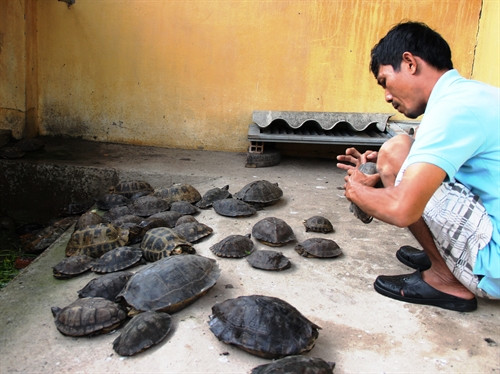 Các cá thể rùa nhập lậu từ Campuchia đang bị tạm giữ ở Chi cục Kiểm lâm tỉnh Tây Ninh. Các cá thể rùa nhập lậu từ Campuchia đang bị tạm giữ ở Chi cục Kiểm lâm tỉnh Tây Ninh.