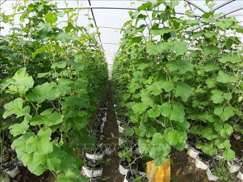 Vườn dưa lưới sạch tại Nông trại Cantho Farm. Ảnh: Ánh Tuyết - TTXVN