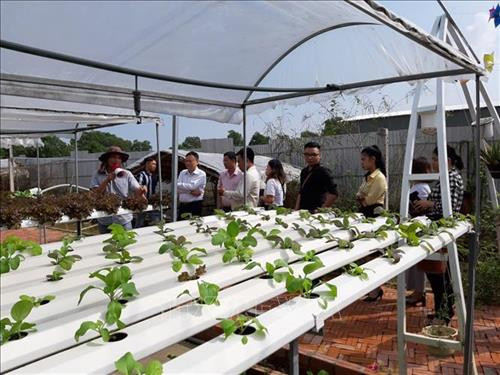 Du khách tham quan nông trại sạch. Ảnh: Ánh Tuyết – TTXVN