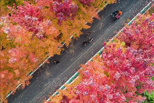 Du khách chiêm ngưỡng hàng cây lá phong đỏ tại Hàm Đan, tỉnh Hà Bắc, Trung Quốc. Ảnh: THX/TTXVN. Hoa cúc khoe sắc tại triển lãm hoa quốc tế Bắc Kinh, Trung Quốc. Ảnh: THX/ TTXVN Hoa cúc nở rộ tại Bắc Kinh, Trung Quốc. Ảnh: THX/TTXVN Người dân thăm triển lãm hoa quốc tế Bắc Kinh, Trung Quốc. Ảnh: THX/TTXVN Cảnh sắc mùa thu tại Tửu Tuyền, tỉnh Cam Túc, miền Tây Bắc Trung Quốc. Ảnh: THX/TTXVN Du khách chiêm ngưỡng cảnh đẹp tại Tửu Tuyền, tỉnh Cam Túc, miền Tây Bắc Trung Quốc. Ảnh: THX/TTXVN Mùa thu vàng hấp dẫn du khách tại Tửu Tuyền, tỉnh Cam Túc, miền Tây Bắc Trung Quốc. Ảnh: THX/TTXVN Sắc màu thu tại Khu tự trị Nội Mông, miền Bắc Trung Quốc. Ảnh: THX/TTXVN phát Sắc màu thu tại Tế Nam, tỉnh Sơn Đông, Trung Quốc ngày 21/10/2019. Ảnh: THX/TTXVN phát Du khách chiêm ngưỡng hàng cây lá phong đỏ tại Hàm Đan, tỉnh Hà Bắc, Trung Quốc. Ảnh: THX/TTXVN. Hoa cúc khoe sắc tại triển lãm hoa quốc tế Bắc Kinh, Trung Quốc. Ảnh: THX/ TTXVN Hoa cúc nở rộ tại Bắc Kinh, Trung Quốc. Ảnh: THX/TTXVN Người dân thăm triển lãm hoa quốc tế Bắc Kinh, Trung Quốc. Ảnh: THX/TTXVN Cảnh sắc mùa thu tại Tửu Tuyền, tỉnh Cam Túc, miền Tây Bắc Trung Quốc. Ảnh: THX/TTXVN Du khách chiêm ngưỡng cảnh đẹp tại Tửu Tuyền, tỉnh Cam Túc, miền Tây Bắc Trung Quốc. Ảnh: THX/TTXVN Mùa thu vàng hấp dẫn du khách tại Tửu Tuyền, tỉnh Cam Túc, miền Tây Bắc Trung Quốc. Ảnh: THX/TTXVN Sắc màu thu tại Khu tự trị Nội Mông, miền Bắc Trung Quốc. Ảnh: THX/TTXVN phát Sắc màu thu tại Tế Nam, tỉnh Sơn Đông, Trung Quốc ngày 21/10/2019. Ảnh: THX/TTXVN phát
