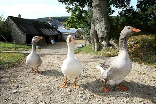 Đưa ngỗng ra đồng chăn. Ảnh: nuoitrong123.com