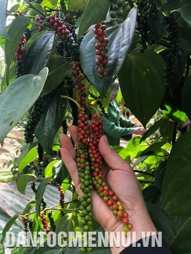 Chất lượng hồ tiêu Lệ Chí ngày càng được đồng bào quan tâm. Ảnh: Hồng Điệp