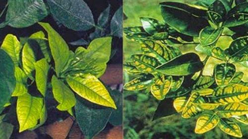 Cây trồng có thể bị ngộ độc dinh dưỡng. Ảnh :nuoitrong123.com Cây trồng có thể bị ngộ độc dinh dưỡng. Ảnh :nuoitrong123.com