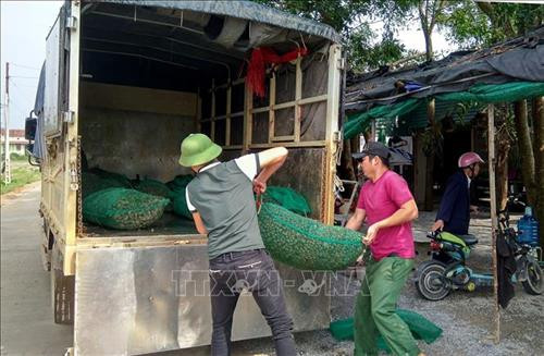 Ốc bươu vàng được thu mua với giá dao động từ 2.500-3000 đồng/kg để chế biến thành thức ăn cho các cơ sở nuôi trồng thủy sản. Ảnh: Văn Tý-TTXVN Ốc bươu vàng được thu mua với giá dao động từ 2.500-3000 đồng/kg để chế biến thành thức ăn cho các cơ sở nuôi trồng thủy sản. Ảnh: Văn Tý-TTXVN