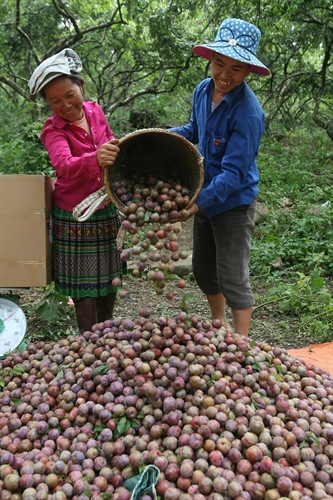 Mận hậu giúp người Mộc Châu thoát nghèo ảnh 1