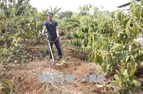 Anh Rơ Chăm Djuih, làng Blui, xã Ia Ka, huyện Chư Păh được hỗ trợ phân bón, hướng dẫn áp dụng khoa học kỹ thuật trong chăm sóc cây trồng cho hiệu quả kinh tế cao. Ảnh: Hồng Điệp - TTXVN Anh Rơ Chăm Djuih, làng Blui, xã Ia Ka, huyện Chư Păh được hỗ trợ phân bón, hướng dẫn áp dụng khoa học kỹ thuật trong chăm sóc cây trồng cho hiệu quả kinh tế cao. Ảnh: Hồng Điệp - TTXVN