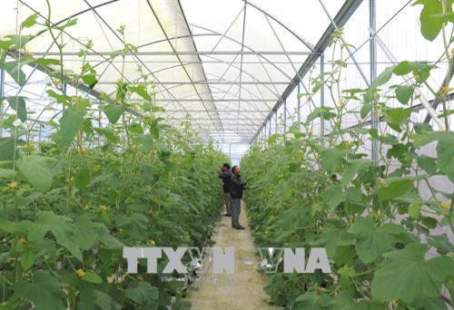 Trồng dưa trong nhà kính ở huyện Hải Lăng, tỉnh Quảng Trị. Ảnh: Nguyên Lý - TTXVN Trồng dưa trong nhà kính ở huyện Hải Lăng, tỉnh Quảng Trị. Ảnh: Nguyên Lý - TTXVN