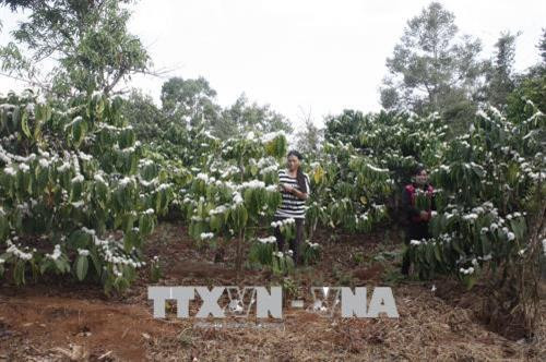 Các chính sách đã giúp đồng bào dân tộc thiểu số ở tỉnh Gia Lai vươn lên thoát nghèo. Ảnh: Hồng Điệp - TTXVN Các chính sách đã giúp đồng bào dân tộc thiểu số ở tỉnh Gia Lai vươn lên thoát nghèo. Ảnh: Hồng Điệp - TTXVN