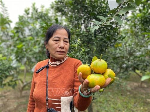 Gia đình bà Nguyễn Thị Huệ (thôn Tân Dân, xã Bồng Khê) hiện có 400 gốc cam, dự kiến thu hoạch vụ mùa năm nay được 10 tấn cam nhưng đến thời điểm hiện tại cam đã vào chính vụ nhưng vẫn không bán được. Ảnh: Bích Huệ - TTXVN Gia đình bà Nguyễn Thị Huệ (thôn Tân Dân, xã Bồng Khê) hiện có 400 gốc cam, dự kiến thu hoạch vụ mùa năm nay được 10 tấn cam nhưng đến thời điểm hiện tại cam đã vào chính vụ nhưng vẫn không bán được. Ảnh: Bích Huệ - TTXVN