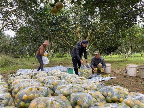 Năm nay, giá cam thấp, thương lái thu mua ít nên người trông cam ở Con Cuông rất lo lắng. Ảnh: Bích Huệ - TTXVN Năm nay, giá cam thấp, thương lái thu mua ít nên người trông cam ở Con Cuông rất lo lắng. Ảnh: Bích Huệ - TTXVN