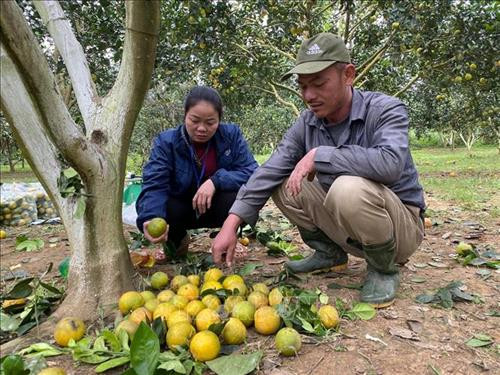 Thu nhập của gia đình anh Phan Đức Sơn (thôn Quyết Tiến, xã Chi Khê) năm nay giảm đi một nửa, khiến gia đình anh rất lo lắng. Ảnh: Bích Huệ - TTXVN Thu nhập của gia đình anh Phan Đức Sơn (thôn Quyết Tiến, xã Chi Khê) năm nay giảm đi một nửa, khiến gia đình anh rất lo lắng. Ảnh: Bích Huệ - TTXVN