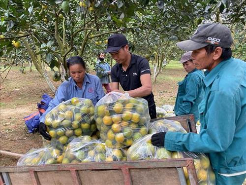 Thương lái đến thu mua cam tại gia đình anh Phan Đức Sơn (thôn Quyết Tiến, xã Chi Khê) với giá rẻ một nửa so với năm ngoái là 7.000 - 15.000 đồng/kg. Ảnh: Bích Huệ - TTXVN Thương lái đến thu mua cam tại gia đình anh Phan Đức Sơn (thôn Quyết Tiến, xã Chi Khê) với giá rẻ một nửa so với năm ngoái là 7.000 - 15.000 đồng/kg. Ảnh: Bích Huệ - TTXVN