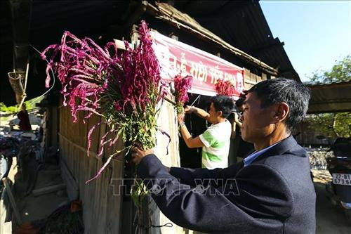 Hoa Mào gà được cắm ngay trước cửa nhà trong ngày tết. Ảnh: Phan Tuấn Anh - TTXVN Hoa Mào gà được cắm ngay trước cửa nhà trong ngày tết. Ảnh: Phan Tuấn Anh - TTXVN