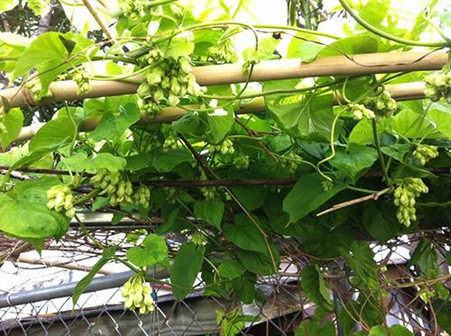 Để có giàn thiên lý tốt, hoa sai phải biết chăm sóc đúng cách. Ảnh: vietq.vn Để có giàn thiên lý tốt, hoa sai phải biết chăm sóc đúng cách. Ảnh: vietq.vn