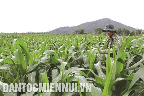 Ngoài việc hỗ trợ trực tiếp cho các hộ gia đình thực hiện theo chương trình di dân, tỉnh Đắk Lắk còn thực hiện tốt việc lồng ghép các chương trình, dự án về đất ở, đất sản xuất..., giúp đồng bào yên tâm phát triển sản xuất.