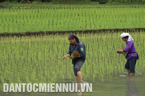 Nhờ được chuyển giao công nghệ, đồng bào xã Chu Hương tự sửa chữa máy nông nghiệp phục vụ sản xuất Khai thác và chế biến lâm sản tăng thêm thu nhập ở thôn Nà Đúc 2, xã Địa Linh Cán bộ khuyến nông huyện hướng dẫn đồng bào thôn Nà Lìn, xã Địa Linh chăm sóc cây hàng hóa mướp đắng rừng Đồng bào xã Cao Trĩ đưa máy móc vào làm đất sản xuất nông nghiệp Đồng bào bản Phiêng Phường xã Mỹ Phương thu hoạch ngô vụ xuân Cơ sở sản xuất chè của hợp tác xã chè Mỹ Phương Tư thương thu mua dê giống tại nhà anh Nông Văn Tiệp thôn Nà Phiêng, xã Mỹ Phương Bà con nông dân xã Chu Hương cấy vụ lúa hè thu Bà con thôn Nà Đông sinh hoạt tại nhà văn hóa xã Chu Hương Đường vào thôn Nà Đông, xã Chu Hương được làm bằng nguồn vốn chương trình 30a
