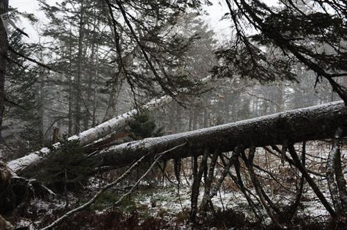 Khu bảo tồn bao trùm đảo Kunashir.