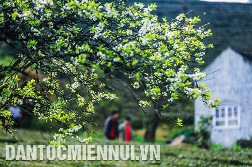 Nét hồn nhiên và thân thiện của những em bé người Mông Cao nguyên Mộc Châu đẹp lạ thường khi mùa xuân về Những thảm hoa cải vàng rực rỡ Mùa xuân là mùa đẹp nhất ở Mộc Châu Khi mùa xuân đến, hoa mận nở trắng xóa giữa núi non trùng điệp Nét hồn nhiên và thân thiện của những em bé người Mông Cao nguyên Mộc Châu đẹp lạ thường khi mùa xuân về Những thảm hoa cải vàng rực rỡ Mùa xuân là mùa đẹp nhất ở Mộc Châu Khi mùa xuân đến, hoa mận nở trắng xóa giữa núi non trùng điệp