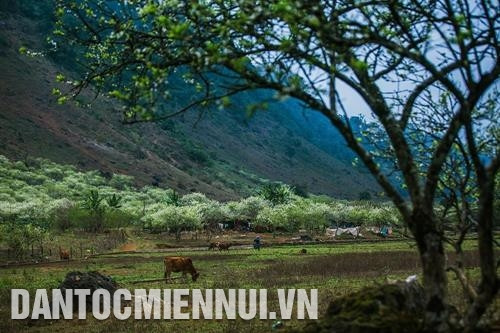 Nét hồn nhiên và thân thiện của những em bé người Mông Cao nguyên Mộc Châu đẹp lạ thường khi mùa xuân về Những thảm hoa cải vàng rực rỡ Mùa xuân là mùa đẹp nhất ở Mộc Châu Khi mùa xuân đến, hoa mận nở trắng xóa giữa núi non trùng điệp Nét hồn nhiên và thân thiện của những em bé người Mông Cao nguyên Mộc Châu đẹp lạ thường khi mùa xuân về Những thảm hoa cải vàng rực rỡ Mùa xuân là mùa đẹp nhất ở Mộc Châu Khi mùa xuân đến, hoa mận nở trắng xóa giữa núi non trùng điệp