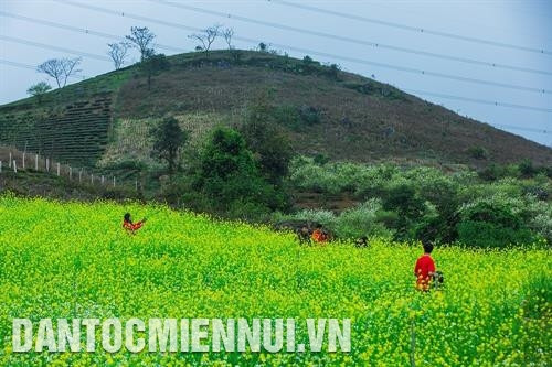 Nét hồn nhiên và thân thiện của những em bé người Mông Cao nguyên Mộc Châu đẹp lạ thường khi mùa xuân về Những thảm hoa cải vàng rực rỡ Mùa xuân là mùa đẹp nhất ở Mộc Châu Khi mùa xuân đến, hoa mận nở trắng xóa giữa núi non trùng điệp Nét hồn nhiên và thân thiện của những em bé người Mông Cao nguyên Mộc Châu đẹp lạ thường khi mùa xuân về Những thảm hoa cải vàng rực rỡ Mùa xuân là mùa đẹp nhất ở Mộc Châu Khi mùa xuân đến, hoa mận nở trắng xóa giữa núi non trùng điệp