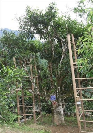 Cây chè cổ thụ 600 năm tuổi ở thôn Nậm Piên, xã Nậm Ty, huyện Hoàng Su Phì (Hà Giang) được công nhận là Cây di sản Việt Nam. Ảnh: Nguyễn Chiến-TTXVN Cây chè cổ thụ 600 năm tuổi ở thôn Nậm Piên, xã Nậm Ty, huyện Hoàng Su Phì (Hà Giang) được công nhận là Cây di sản Việt Nam. Ảnh: Nguyễn Chiến-TTXVN