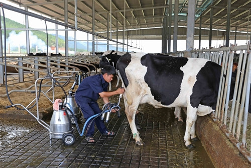 Vắt sữa tại trang trại Tuấn Gấm.