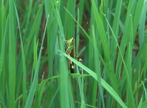Châu chấu tre lưng vàng xuất hiện lần đầu tiên trên địa bàn huyện biên giới Nậm Pồ, tỉnh Điện Biên. Ảnh: Xuân Tiến - TTXVN Châu chấu tre lưng vàng xuất hiện lần đầu tiên trên địa bàn huyện biên giới Nậm Pồ, tỉnh Điện Biên. Ảnh: Xuân Tiến - TTXVN