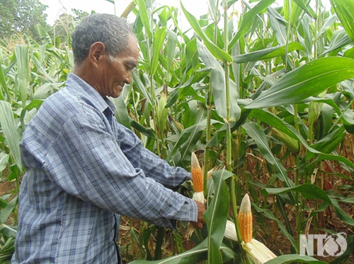 Chuyển đổi cơ cấu cây trồng giúp người dân nơi đây mang lại hiệu quả kinh tế cao hơn. Ảnh: internet Chuyển đổi cơ cấu cây trồng giúp người dân nơi đây mang lại hiệu quả kinh tế cao hơn. Ảnh: internet