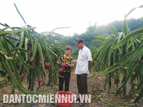 Nhờ trồng thanh long, gia đình chị Hoàng Thị Phong ở thôn Bòng, xã Tân Trào đã thoát nghèo và vươn lên làm giàu trên quê hương cách mạng. Ảnh: Phạm Yến Người dân ở thôn Vĩnh Tân, xã Tân Trào tập hợp cùng nhau thành lập Hợp tác xã sản xuất chè an toàn, xây dựng thương hiệu chè Vĩnh Tân. Ảnh: Phạm Yến